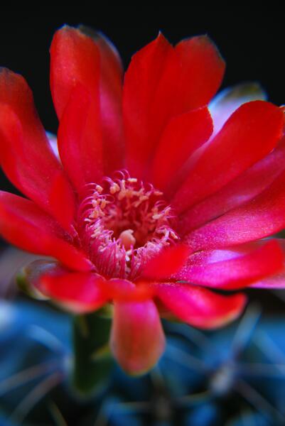 Gymnocalycium baldianum 