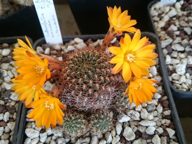 Sulcorebutia arenacea v. kamiensis HS191a