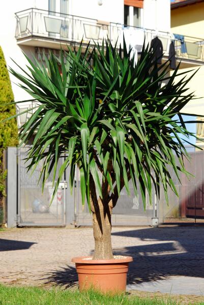 Yucca elephantipes 