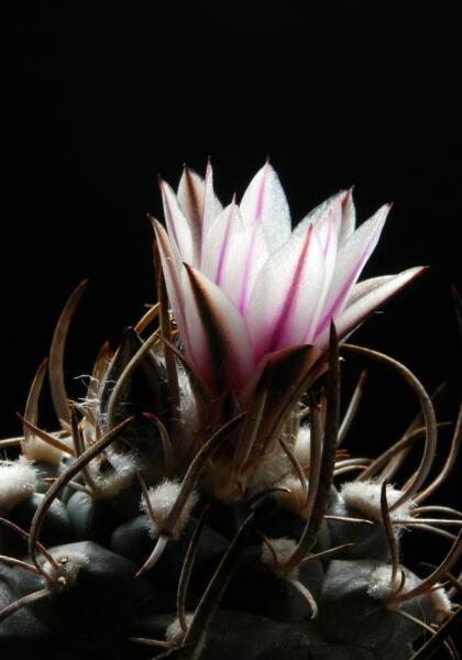 Turbinicarpus bonatzii 