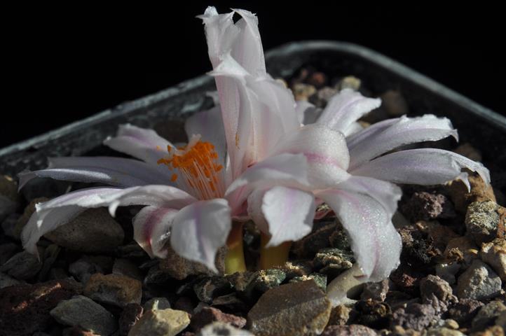 Ariocarpus kotschoubeyanus 