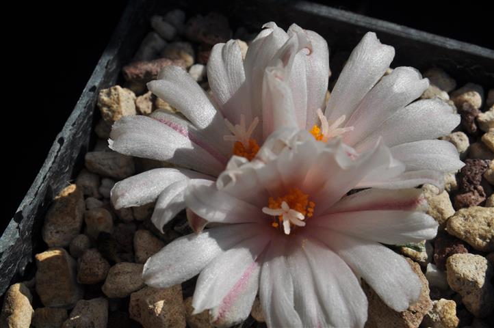 Ariocarpus kotschoubeyanus 