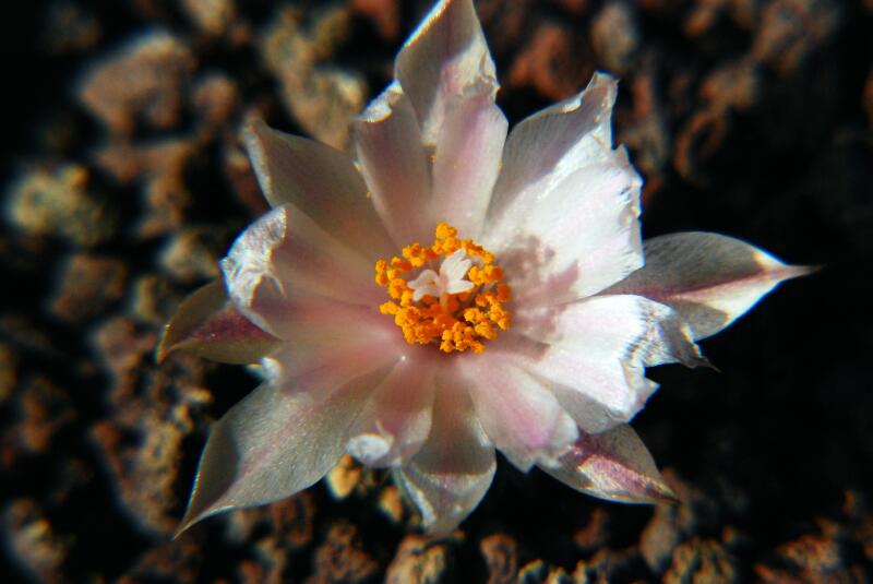 Ariocarpus kotschoubeyanus v. albiflorus 