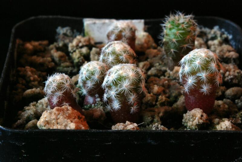 mammillaria herrerae