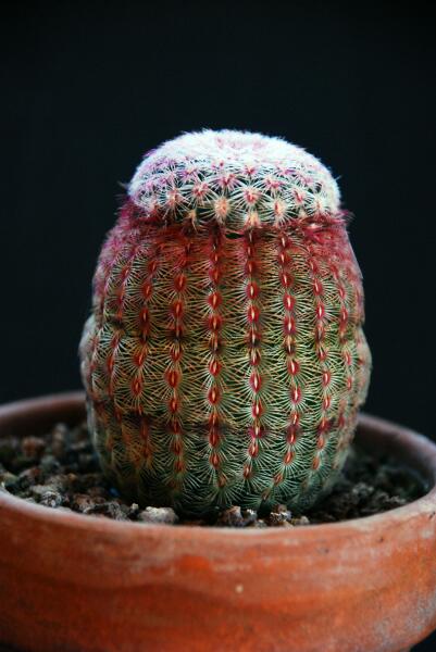 Echinocereus rigidissimus ssp. rubispinus 