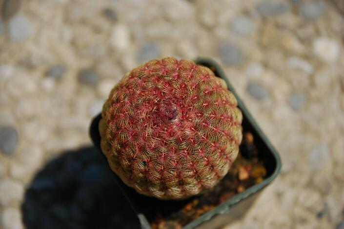 Echinocereus rigidissimus ssp. rubispinus 