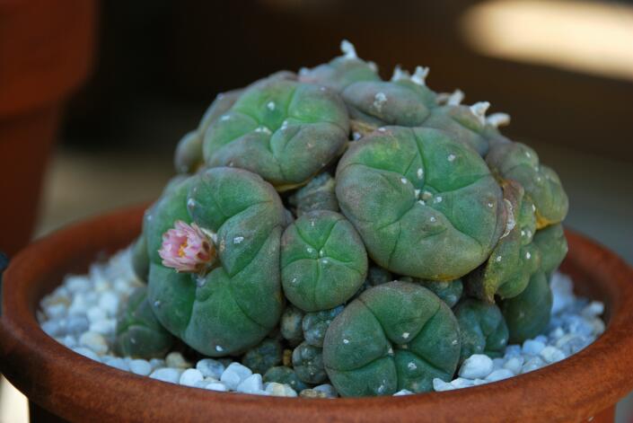 Lophophora williamsii v. caespitosa 