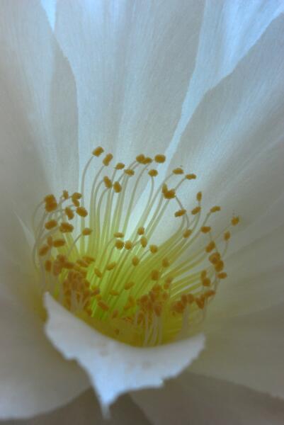 Echinopsis subdenudata 