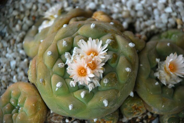 Lophophora diffusa 