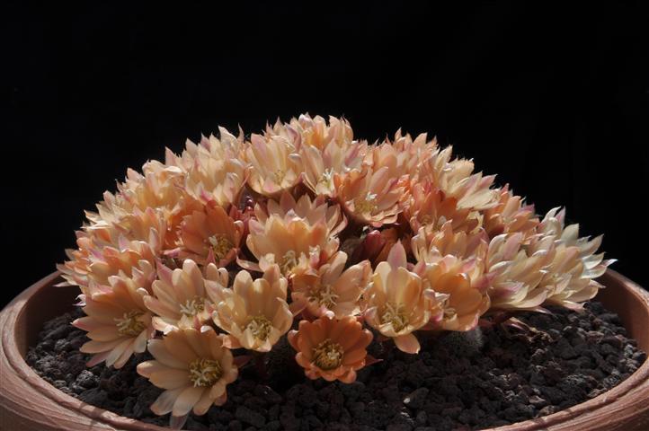 Rebutia cv. sunrise 