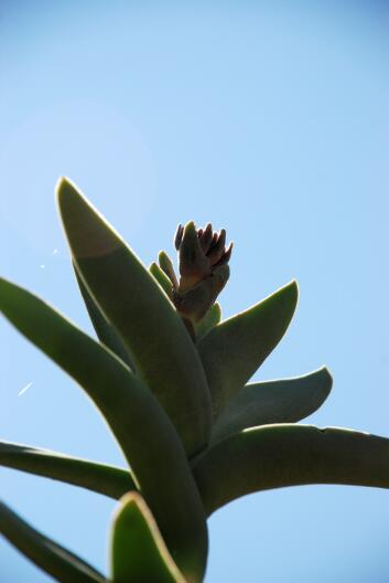 Crassula perfoliata v. falcata 