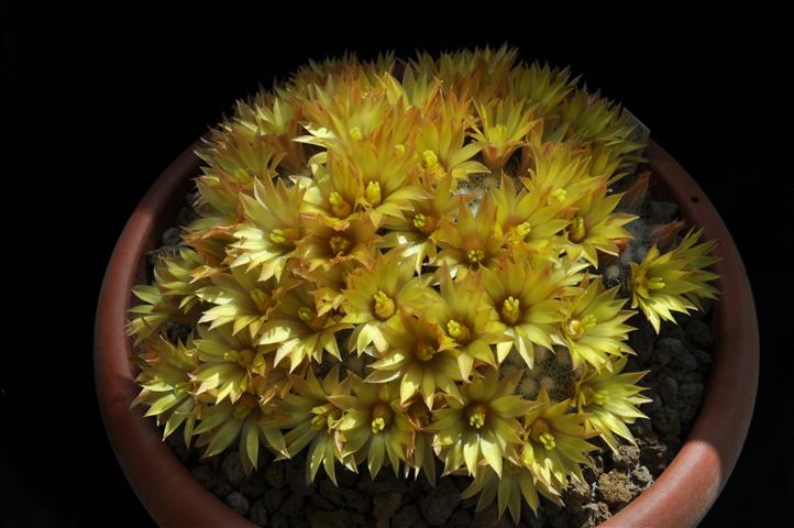 Mammillaria baumii 