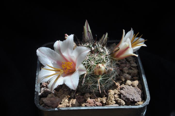 Mammillaria hutchisoniana ssp. louisae 