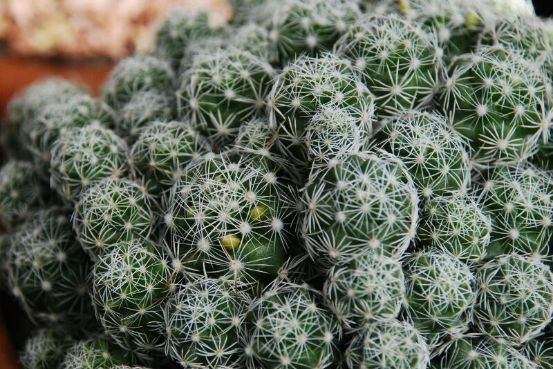 Mammillaria vetula ssp. gracilis v. pulchella 