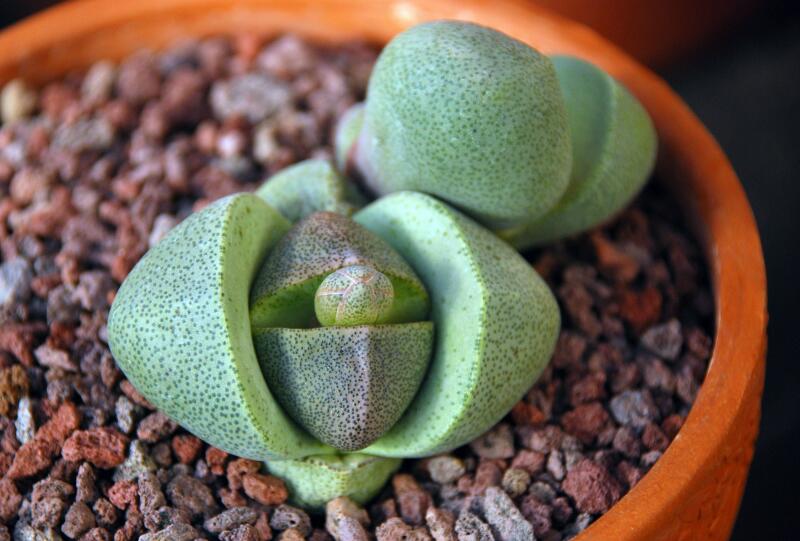 Pleiospilos nelii 