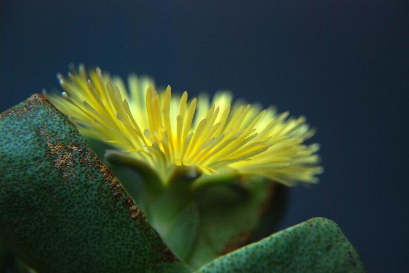 Pleiospilos bolusii 