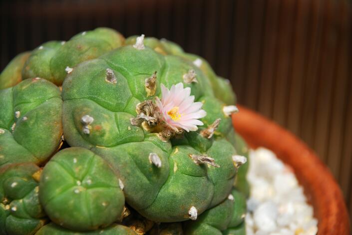 Lophophora williamsii v. caespitosa 