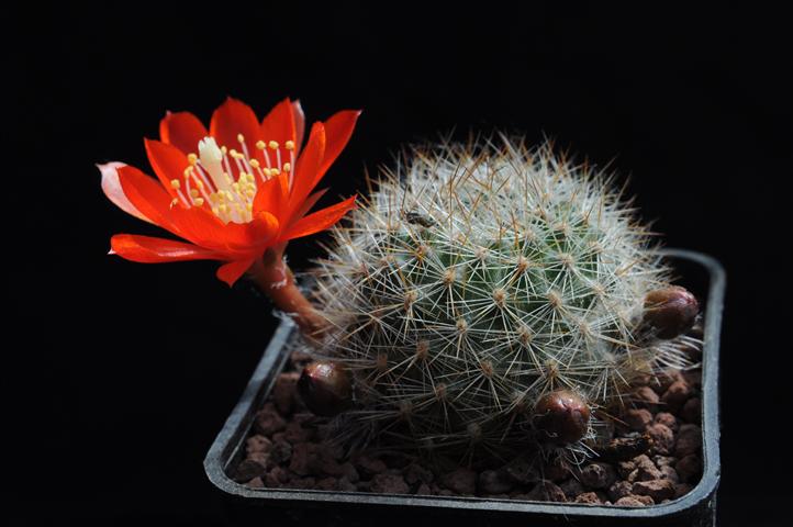 Rebutia albipilosa FR754