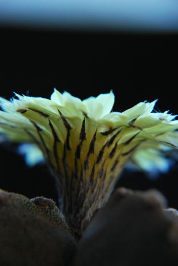 Astrophytum myriostigma 