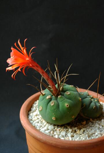 Matucana madisoniorum 