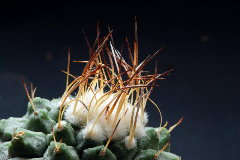 Strombocactus disciformis 