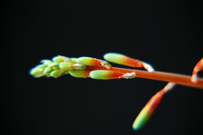 Gasteria armstrongii x batesiana 