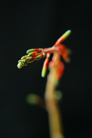 Gasteria armstrongii x batesiana 