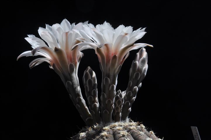 Gymnocalycium ragonesei 