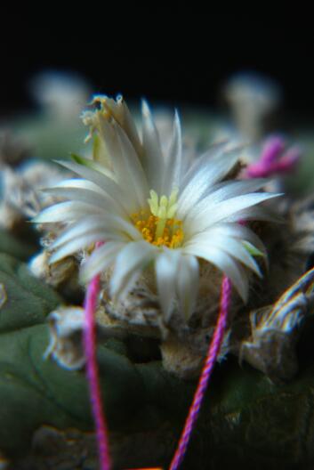 Lophophora diffusa 