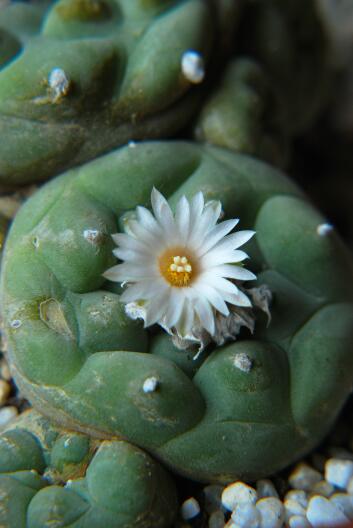 Lophophora diffusa 