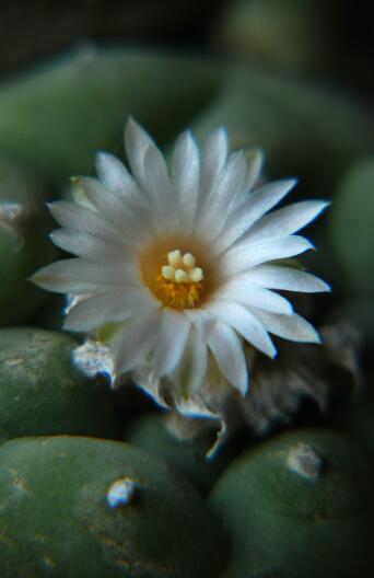 Lophophora diffusa 