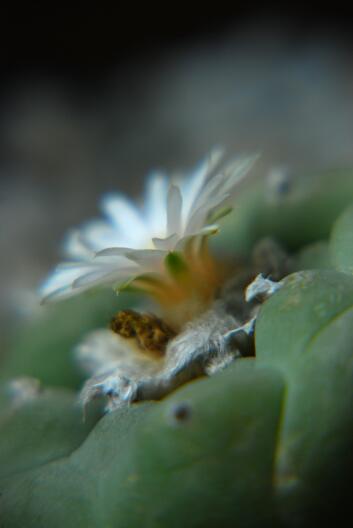 Lophophora diffusa 