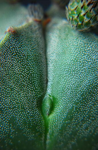 Astrophytum myriostigma f. quadricostatum 