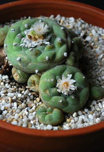 Lophophora diffusa 