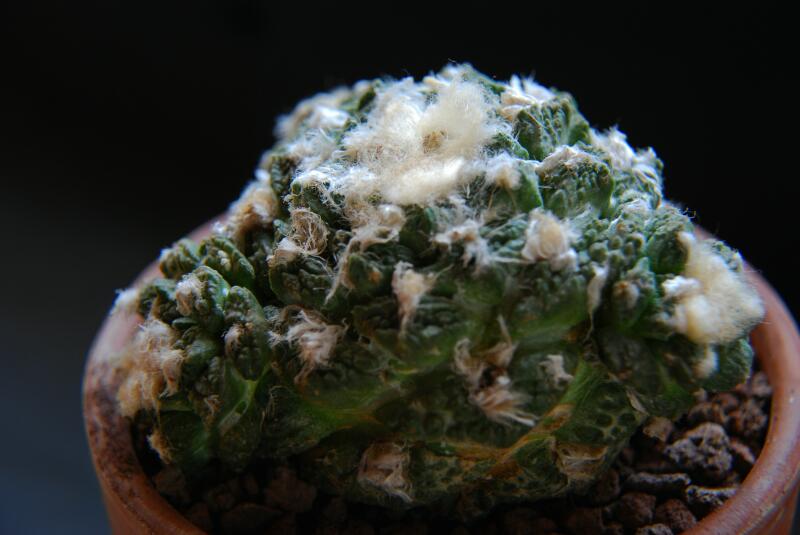 Ariocarpus fissuratus f. monstruosus 