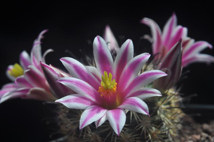 Mammillaria blossfeldiana 