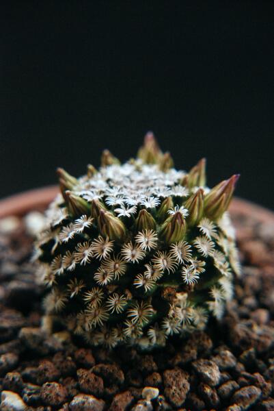 Mammillaria hernandezii 