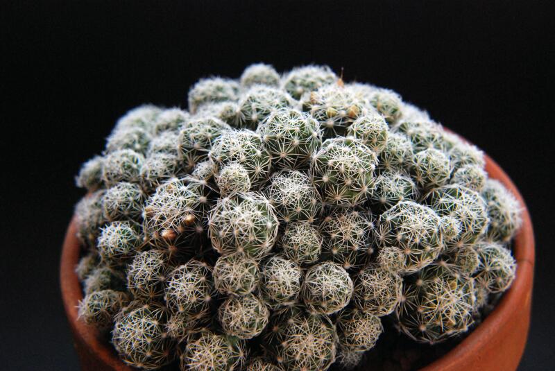 Mammillaria vetula ssp. gracilis v. pulchella 