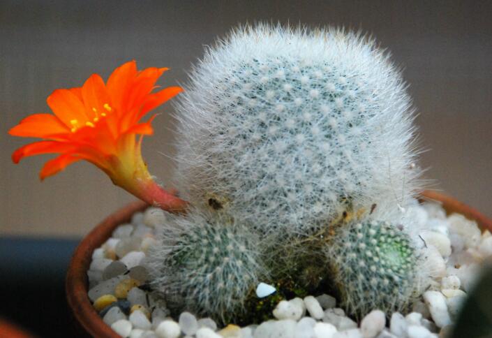 Rebutia muscula 