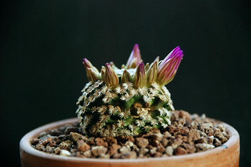 Mammillaria hernandezii 