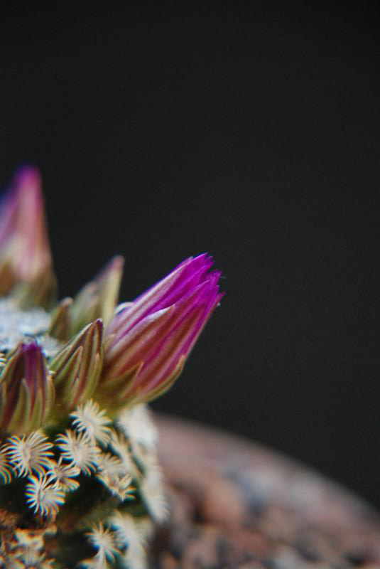 Mammillaria hernandezii 