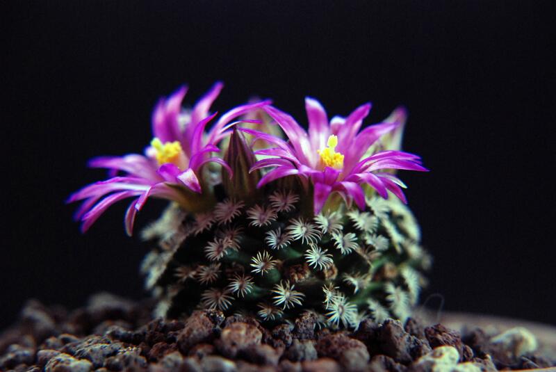 Mammillaria hernandezii 