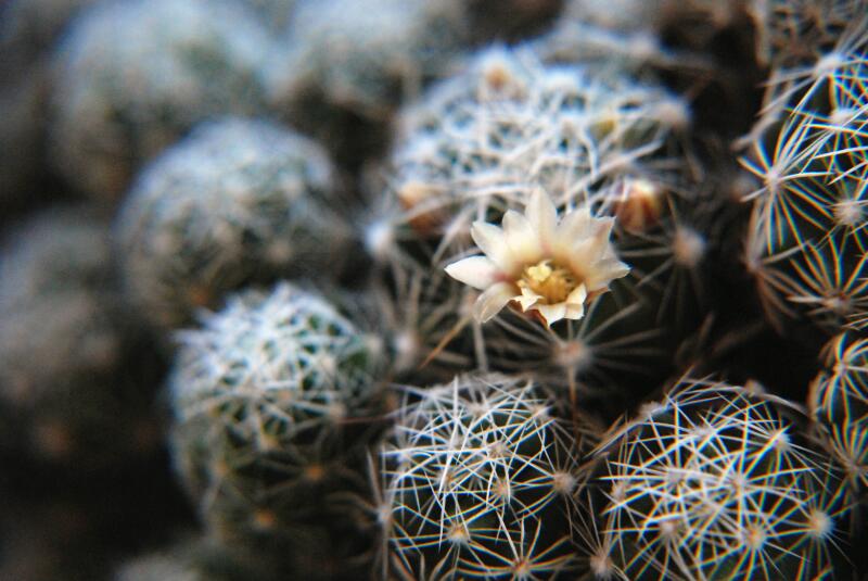 Mammillaria vetula ssp. gracilis v. pulchella 