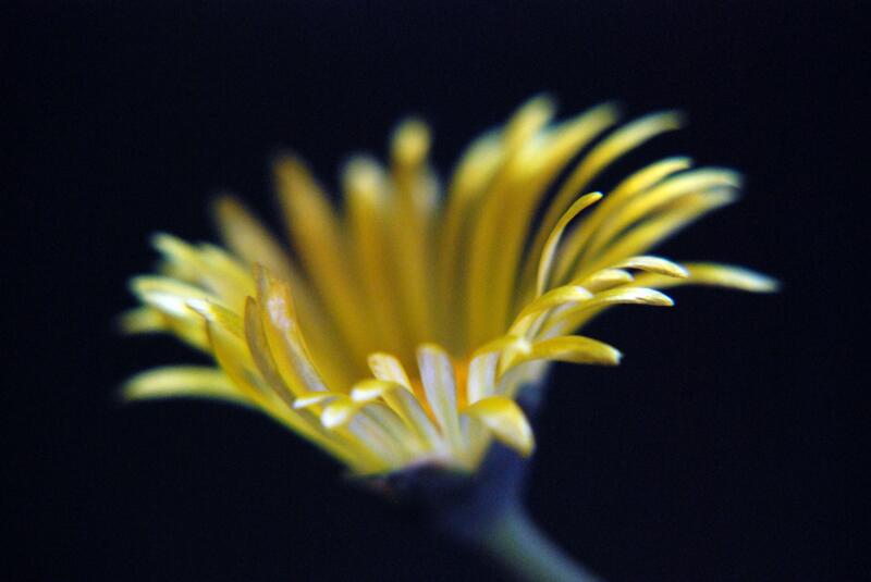 Fenestraria aurantiaca 