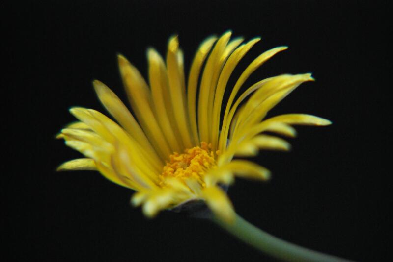 Fenestraria aurantiaca 