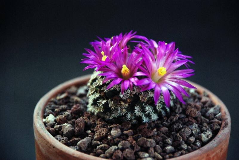 Mammillaria hernandezii 