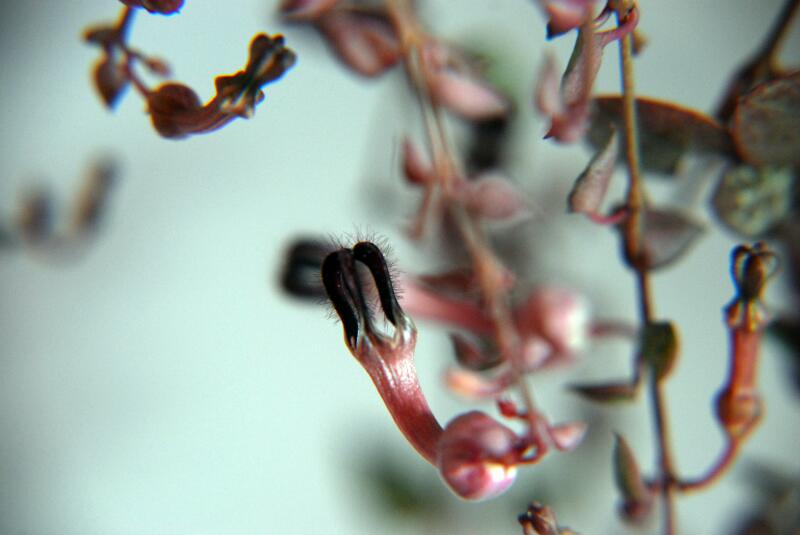 Ceropegia woodii 