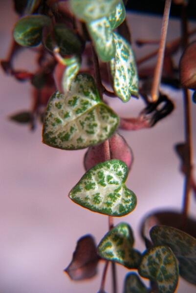 Ceropegia woodii 