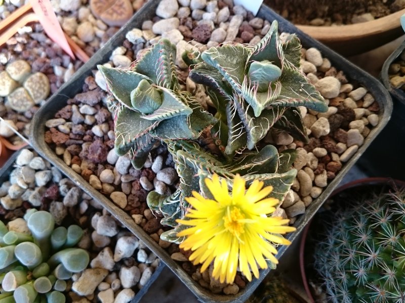 Faucaria tigrina PV1309