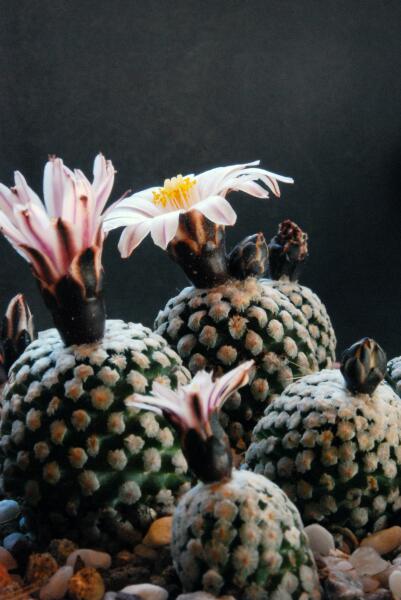 Turbinicarpus valdezianus v. albiflorus 